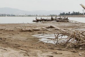 Driftwood on a muddy beach with a log pile in the water; birds perch along the logs, hills in the distance.