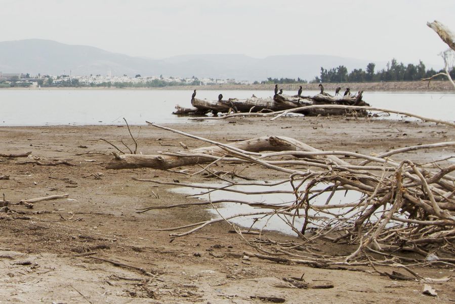 Driftwood on a muddy beach with a log pile in the water; birds perch along the logs, hills in the distance.