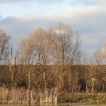 Row of bare trees along a water edge with reeds in the foreground on a cloudy sky day