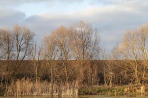 Row of bare trees along a water edge with reeds in the foreground on a cloudy sky day