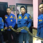Four men in blue rescue uniforms indoors, holding a long snake together across a railing.