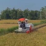 People ride on a white-and-red combine harvester with a red umbrella through a golden grain field under a blue sky.