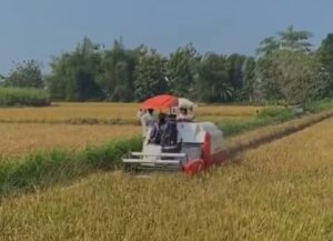 People ride on a white-and-red combine harvester with a red umbrella through a golden grain field under a blue sky.
