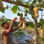 Budidaya labu madu oleh BUMDes Sumber Berkah Desa Kapungan, Polanharjo, Klaten (Sumber : Solopos)