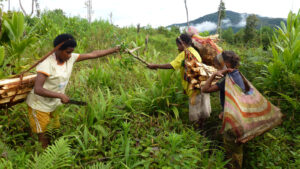 Suku Muyu di Kabupaten Boven Digoel, Papua Selatan dan Suku Ngalum di Oksibil, Kabupaten Pegunungan Bintang masih mempertahankan tradisi ibu melahirkan di luar rumah.