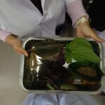 Person holding a metal tray filled with assorted fresh and dried leaves and stems used for herbs or plants.