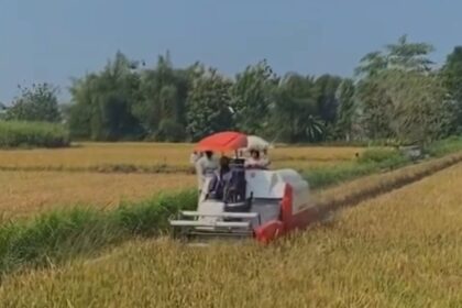 People ride on a white-and-red combine harvester with a red umbrella through a golden grain field under a blue sky.